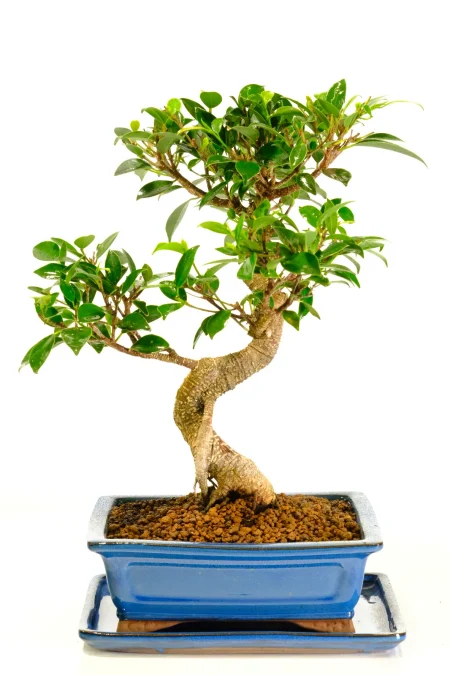 Majestic Indoor Ficus Bonsai Tree with Fabulous Green Foliage - Perfect Beginners Bonsai