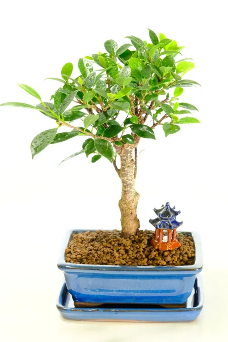 Beautiful brown-style Ficus bonsai tree
