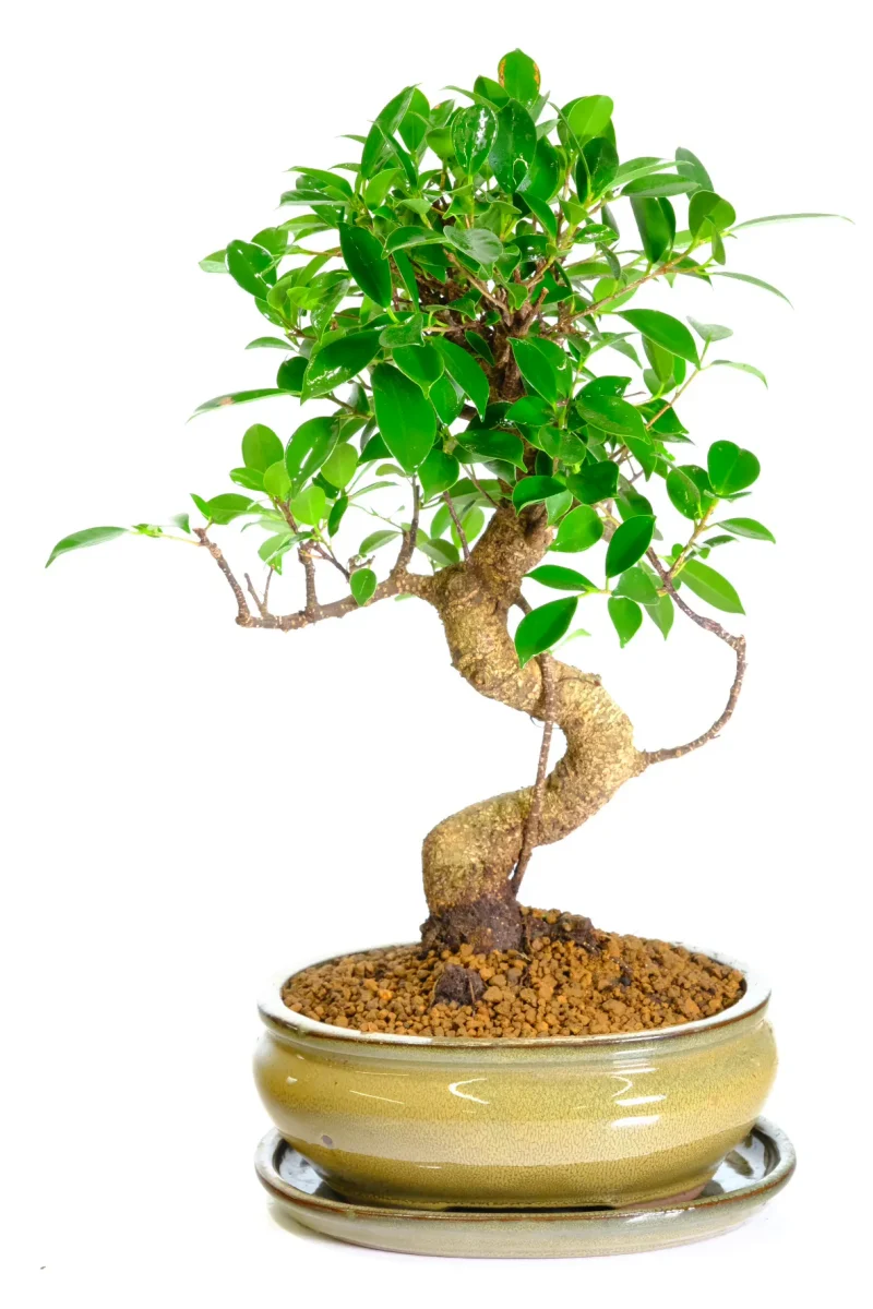 Tall and twisty beginners Ficus bonsai