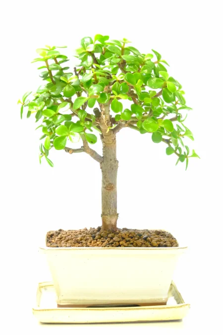 Very easy care indoor bonsai tree Portulacaria Afra