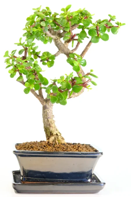 Jade Bonsai - Twisty Money Tree Bonsai Symbolises Luck & Prosperity with Neat Design