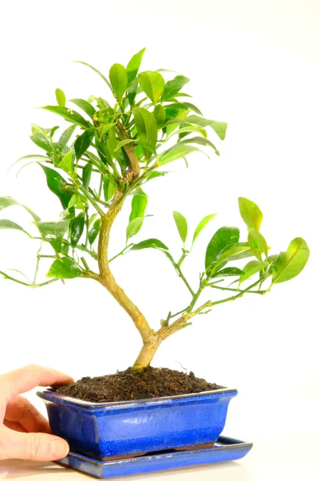 A Beautiful Flowering & Fruiting Citrus Bonsai