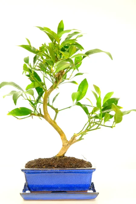 Shapely Mediterranean Citrus Limonquat (Lemon) Bonsai Tree