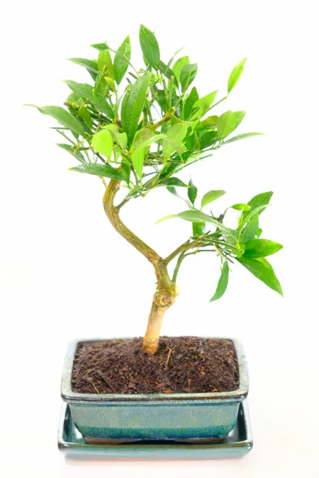 Delightful Citrus bonsai tree for sale UK
