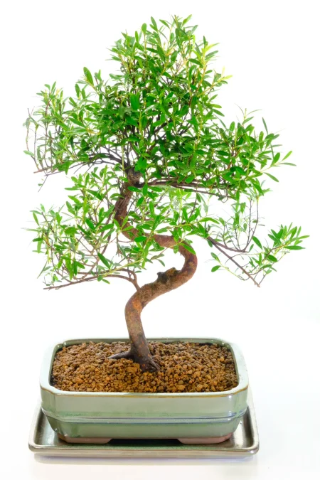 Exquisite Flowering & Fruiting Myrtle Syzygium Bonsai with Cherry-Like Fruits & Soft Cream Blooms