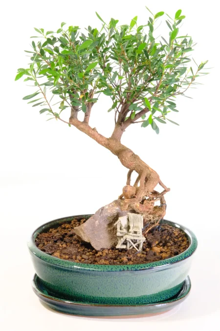 Character indoor Syzygium bonsai tree for sale