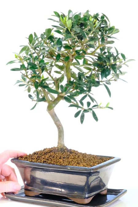 Free fast bonsai tree delivery