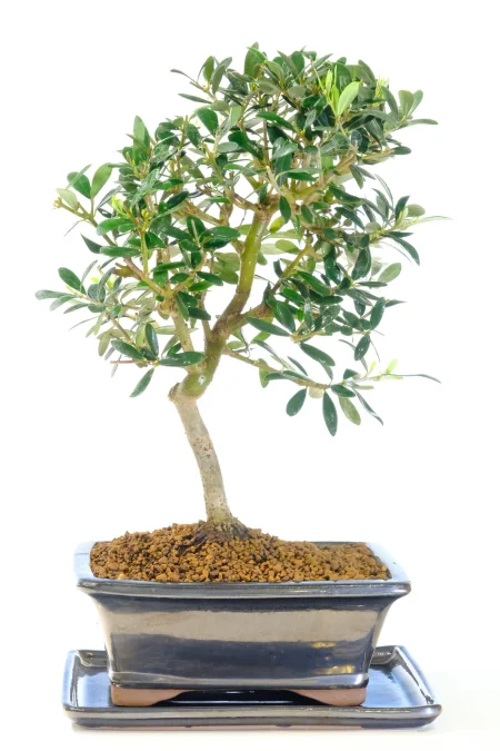Elegant Olive Olea Bonsai Tree | Olea europaea in Gloss Pewter Ceramic Pot