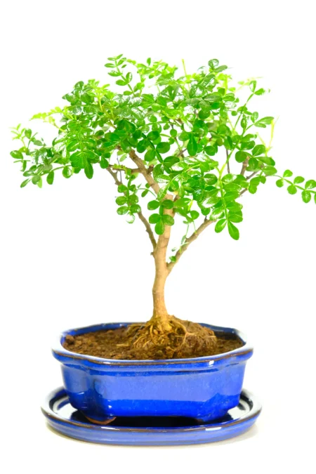 Citrus Scented Zanthoxylum Easy Care Indoor Bonsai Tree
