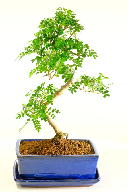 Sensational Indoor Aromatic Pepper Tree Bonsai with Amazing Styling and Fragrant Deep Green Glossy Leaves
