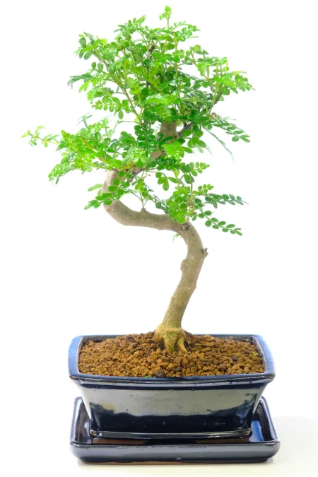 Beautiful aromatic Pepper Tree bonsai for sale UK