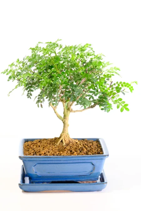 Young Zanthoxylum piperitum Broom Style Bonsai – A Tree Full of Promise