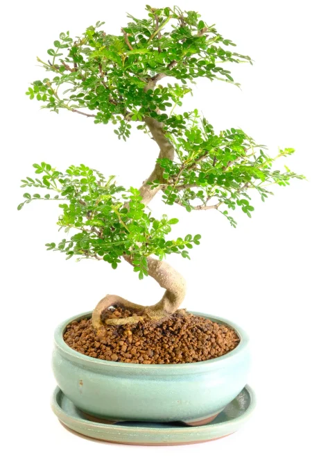 Scented Bonsai Tree | 15 Year Old Zanthoxylum Indoor Bonsai