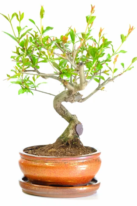 Beautiful outdoor Pomegranate bonsai tree