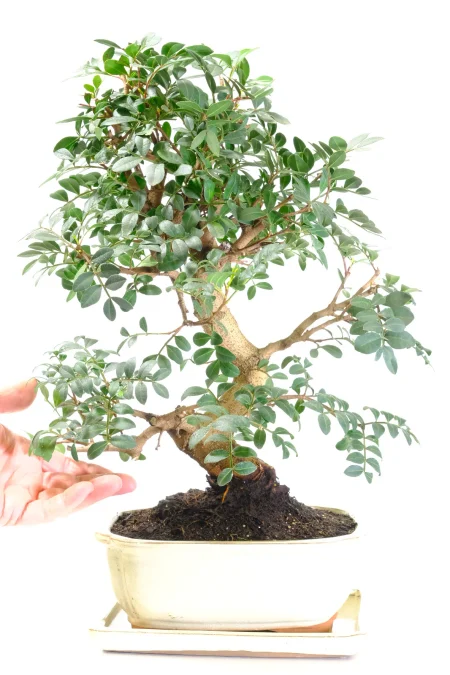 Awesome Pistachio Bonsai Tree | Superb Value for Money