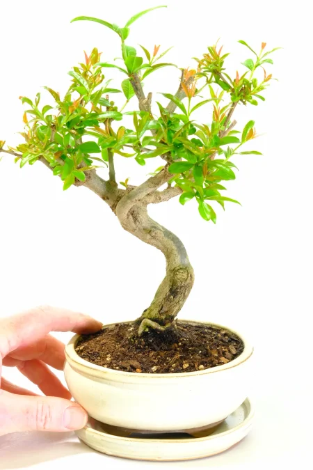 Petite Pomegranate Bonsai Tree in a Graceful Cream Pot