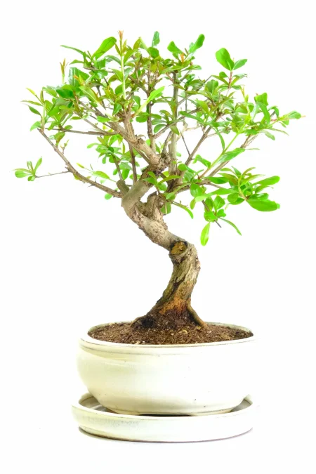 Twisty Pomegranate Bonsai Tree - Striking Orange Flowers and Fruits
