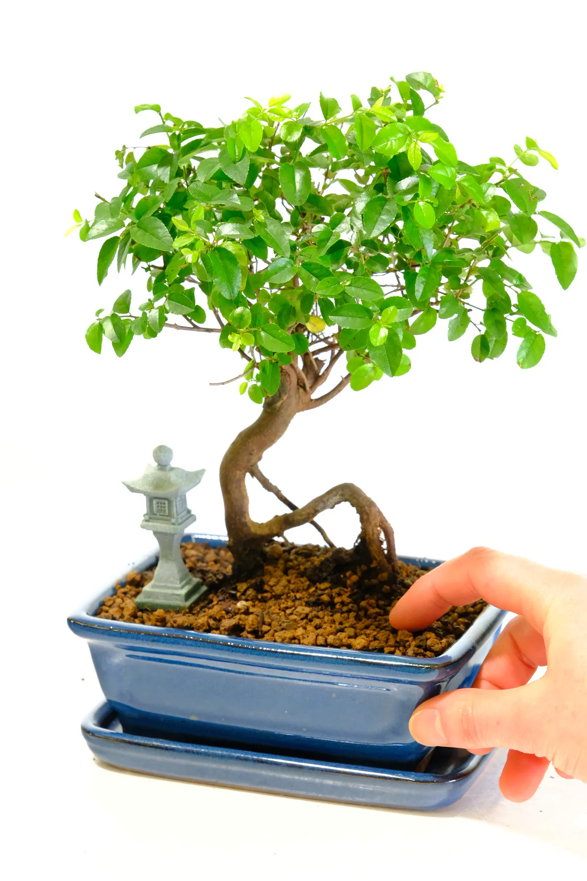 A small fruiting premium range indoor Sageretia bonsai - Chinese Sweet Plum