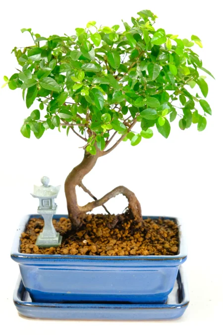 Phenomenal Fruiting Chinese Sweet Plum Indoor Bonsai Tree with Exceptional Exposed Roots