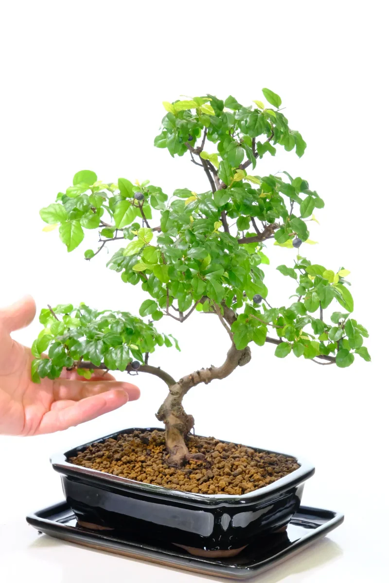 Beautifully styled Sweet Plum indoor bonsai for beginners - Individually photographed.