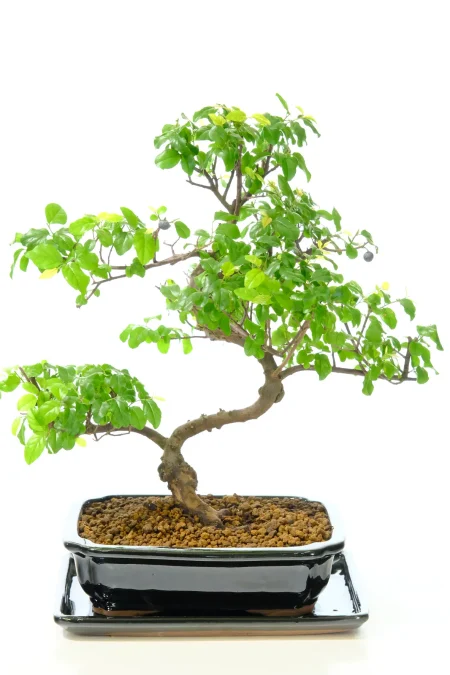 Premium Bird Plum Bonsai Tree – Elegant Twisting Trunk