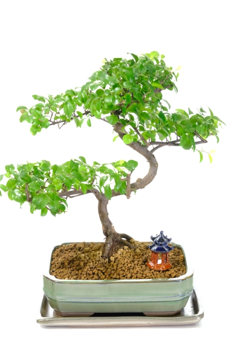 Majestic Fruiting Indoor Sweet Plum Bonsai Tree with Amazing Foliage Canopy and Twisty Trunk