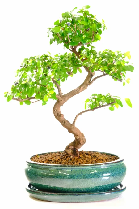 Stunning Indoor Chinese Sweet Plum bonsai tree