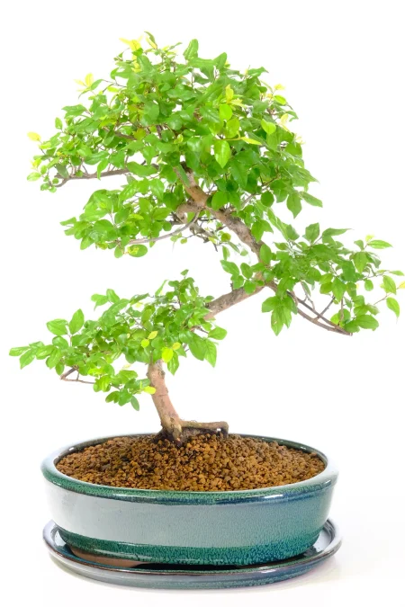 Premium Indoor Chinese Sweet Plum Bonsai | Sageretia theezans – 16 Year Old Bonsai