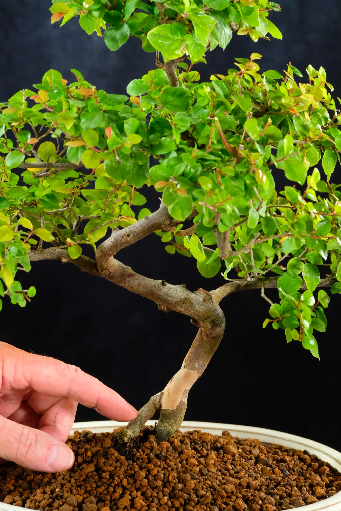 Sensational twisting S-Shaped bonsai design