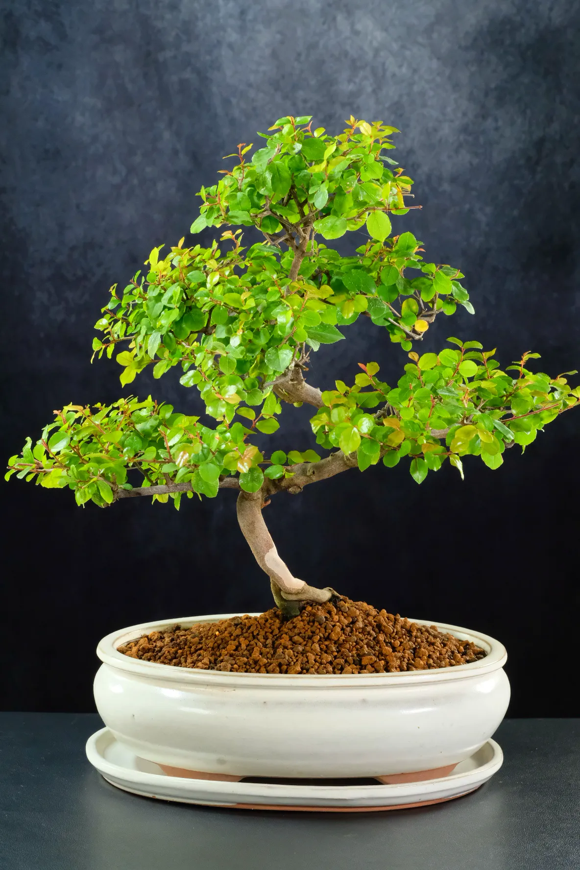 Dwarf Fruiting Chinese Sweet Plum Indoor Bonsai Tree - Great for Beginners with Sweeping Design