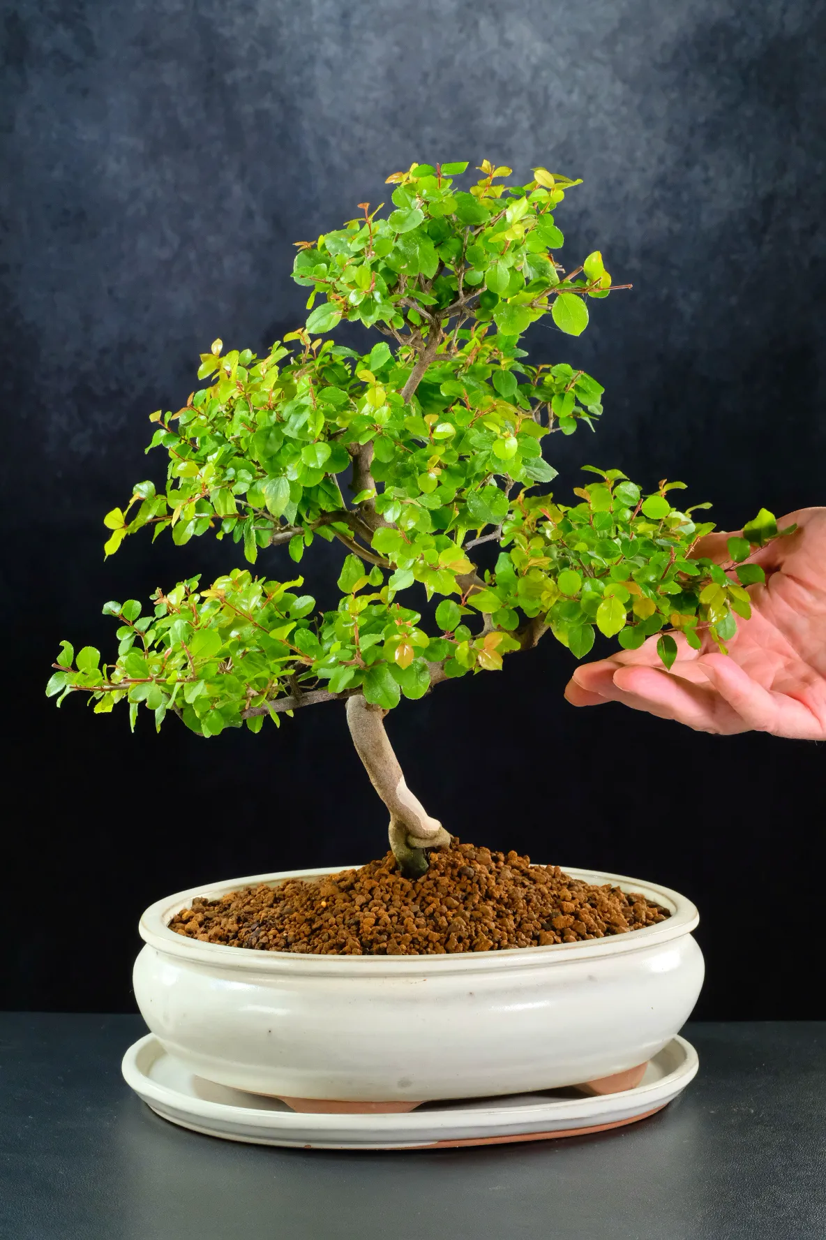 High quality Chinese Sweet Plum bonsai for sale in new cream pot