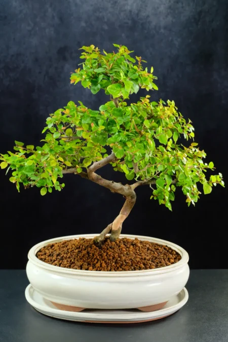 Elegant Fruiting Dwarf Fruiting Chinese Sweet Plum Bonsai