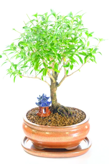 Serissa Foetida Bonsai & Mini Temple | Starry Summer Blooms