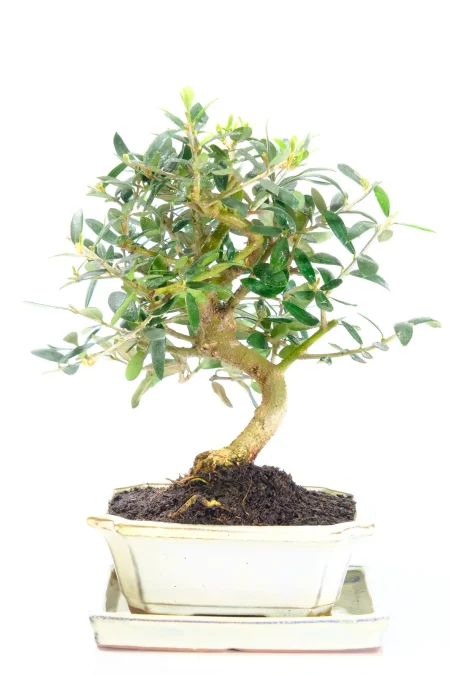 Beautifully Designed Dwarf Olive (Olea Europaea) Bonsai with Vibrant Green Foliage