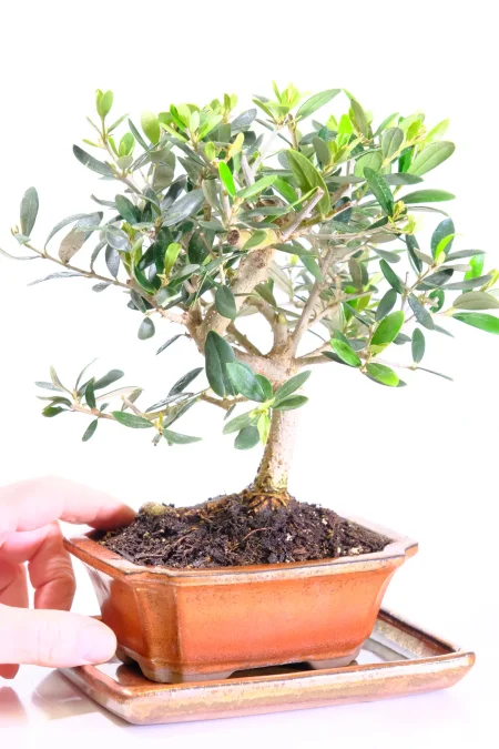 A favourite easy care Olive (Olea europaea) bonsai tree with character