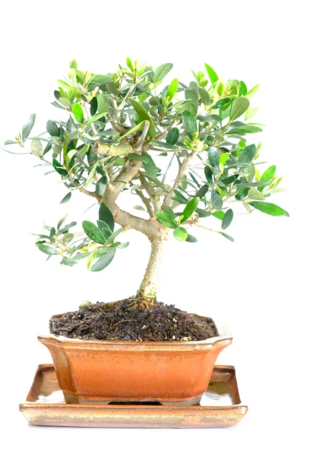 Special Olive bonsai tree for sale - dwarf size and beautiful form