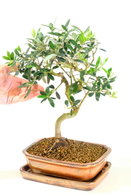 Lovely silvery green leave soft the bonsai olive tree