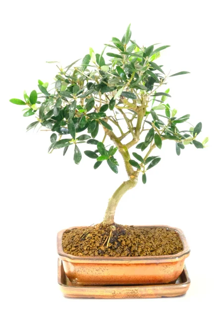 Elegance in a Pot | Miniature Olive Bonsai Tree in Brand New Ceramic Pot