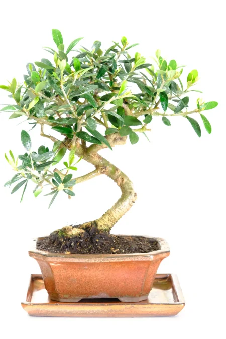 Miniature Olive Bonsai Tree | 11-Year-Old Olea europaea with Artistic Trunk Flow