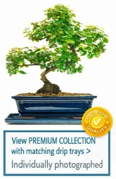 Link to Premium Indoor Bonsai tree Range