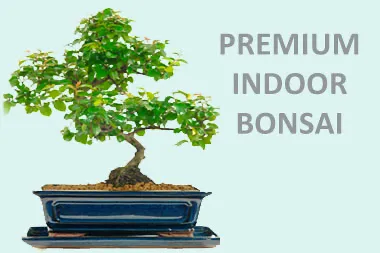 Premium Indoor Bonsai Tree Collection | Top Quality Indoor Bonsai Trees for sale - Grown by the experts