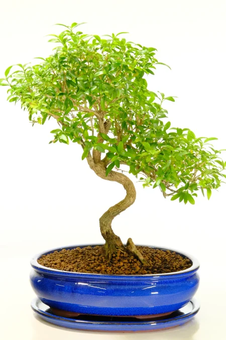 Beautiful Tree of a Thousand Stars Flowering Indoor Bonsai with Amazing Gnarly Character