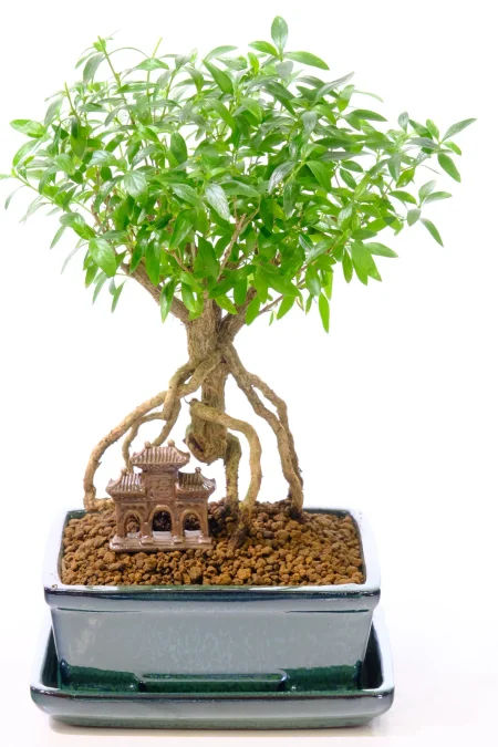 Flowering Serissa Bonsai Tree | White Flowers & Very Neat Design