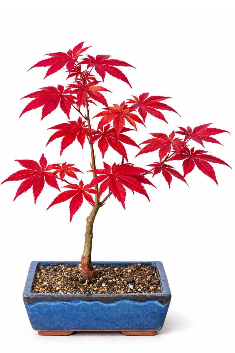 Japanese Red Emperor Maple Bonsai | Acer Palmatum starter bonsai
