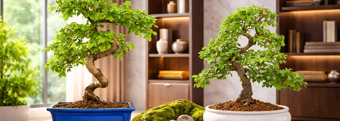 Specimen Bonsai Trees