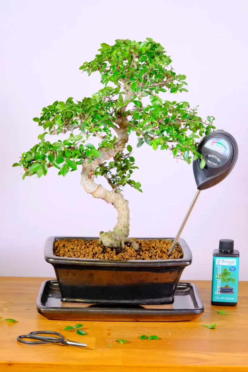 Chinese Elm with moisture metre