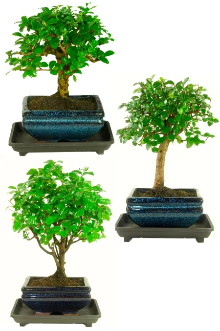 Baby Bonsai Triple Pack - Best Buy