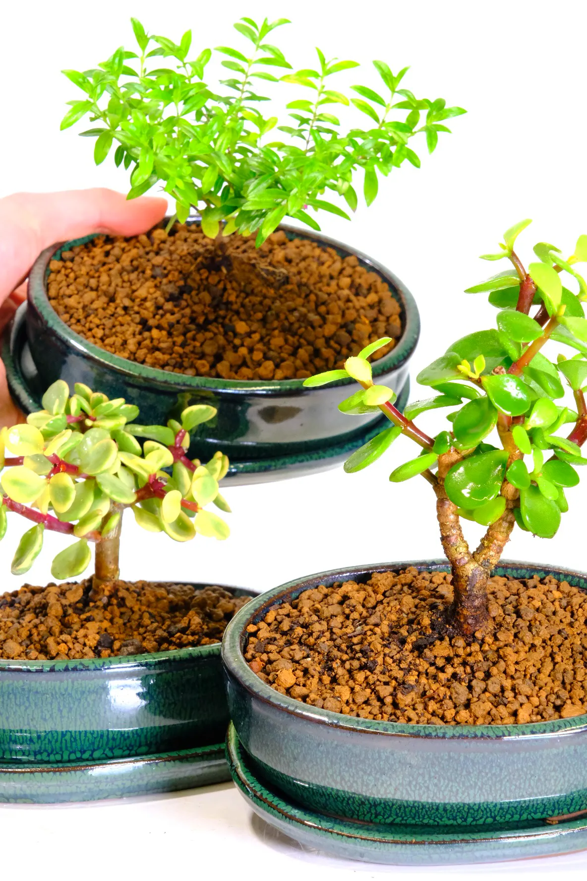 Variegated dwarf Jade, Dwarf Jade, and Flowering Cuphea bonsai