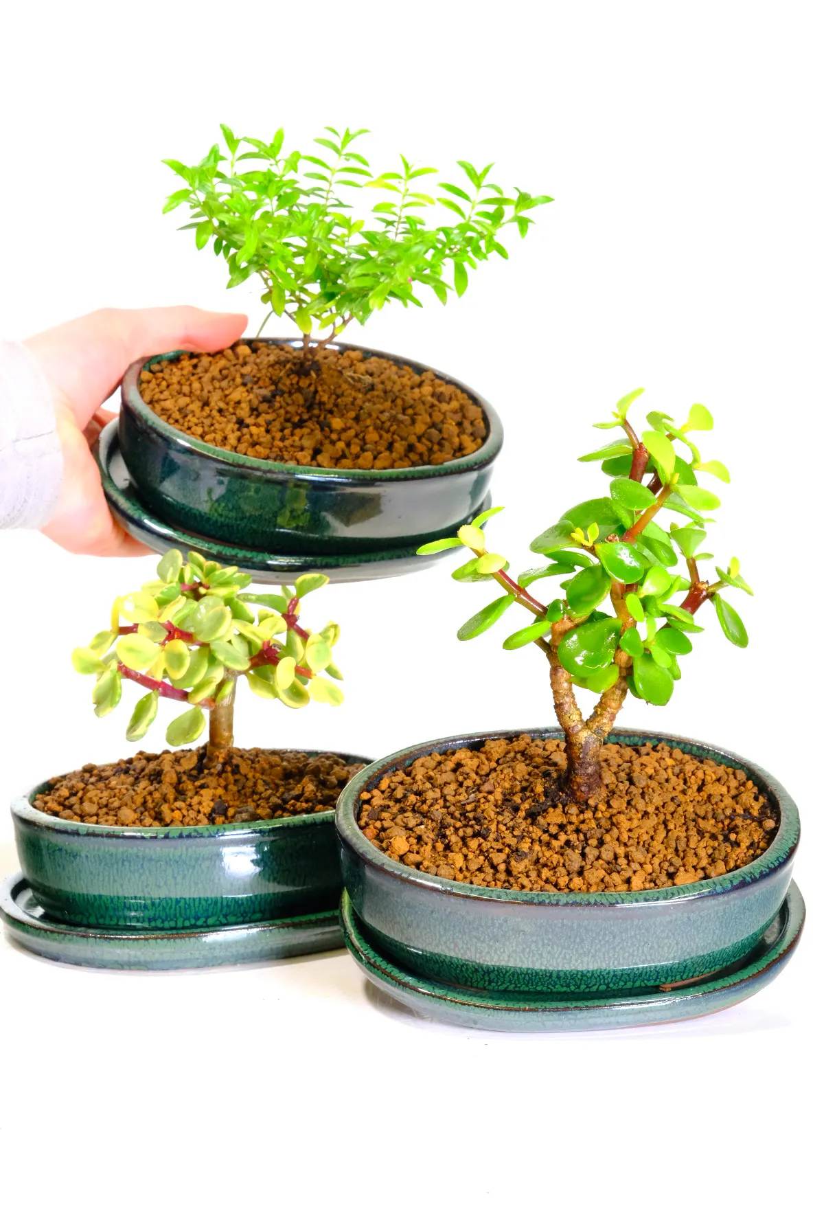 Gorgeous starter bonsai triple pack