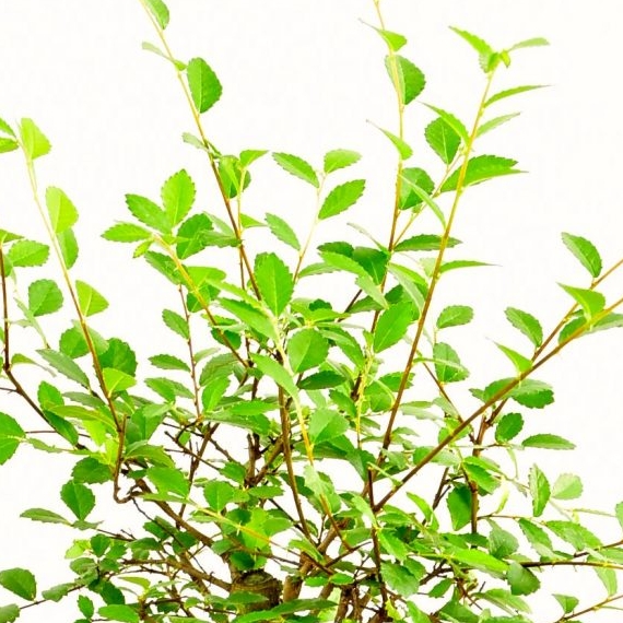 Baby Bonsai Kit - Pruning & Wiring